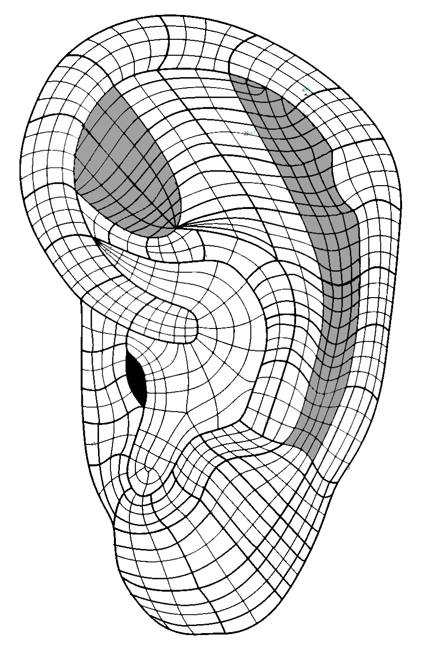 Oreja visualización